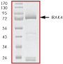 ab60860 on SDS-PAGE, MW ~81 kDa.