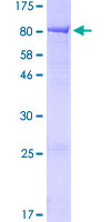 ab161391 on a 12.5% SDS-PAGE stained with Coomassie Blue.