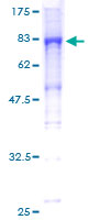 ab163836 on a 12.5% SDS-PAGE stained with Coomassie Blue.