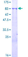 ab164785 on a 12.5% SDS-PAGE stained with Coomassie Blue.