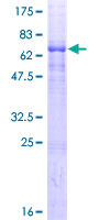 ab165963 on a 12.5% SDS-PAGE stained with Coomassie Blue.