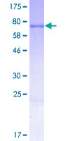 ab165749 on a 12.5% SDS-PAGE stained with Coomassie Blue.
