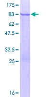 ab158808 on a 12.5% SDS-PAGE stained with Coomassie Blue.