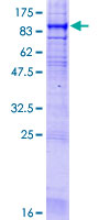 ab132387 on 12.5% SDS-PAGE stained with Coomassie Blue.