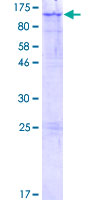 ab160387 on a 12.5% SDS-PAGE stained with Coomassie Blue.