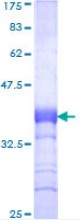 ab112317 analysed on a 12.5% SDS-PAGE gel stained with Coomassie Blue.