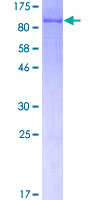 ab158819 on a 12.5% SDS-PAGE stained with Coomassie Blue.