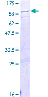 ab153641 on a 12.5% SDS-PAGE stained with Coomassie Blue.