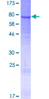 ab165598 on a 12.5% SDS-PAGE stained with Coomassie Blue.