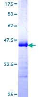 ab165990 on a 12.5% SDS-PAGE stained with Coomassie Blue.