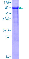ab165771 on a 12.5% SDS-PAGE stained with Coomassie Blue.