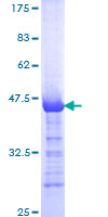 ab158832 on a 12.5% SDS-PAGE stained with Coomassie Blue.