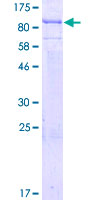 ab164789 on a 12.5% SDS-PAGE stained with Coomassie Blue.