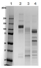 1D SDS-PAGE of ab83682 before and after treatment with glycosidases to remove oligosaccharides. Lane 1 MW markers; Lane 2 ab83682; Lane 3 ab83682 treated with PNGase F to remove potential N-linked glycans; Lane 4 ab83682 treated with a glycosidase cocktail to remove potential N- and O-linked glycans. Approximately 5 µg of protein was loaded per lane. Drop in MW after treatment with PNGase F indicates presence of N-linked glycans. A further drop in MW after treatment with the glycosidase cocktail indicates the presence of O-linked glycans. Additional bands in lane 3 and lane 4 are glycosidase enzymes.