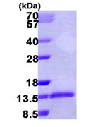 15% SDS-PAGE analysis of 3µg ab106871. Note: Molecular weight on SDS-PAGE will appear higher.