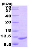 15% SDS-PAGE showing ab97899 at approximately 10.4kDa (3µg).