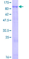 ab163430 on a 12.5% SDS-PAGE stained with Coomassie Blue.