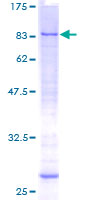 ab164107 on a 12.5% SDS-PAGE stained with Coomassie Blue.