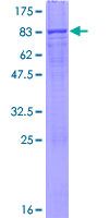 ab165333 on a 12.5% SDS-PAGE stained with Coomassie Blue.