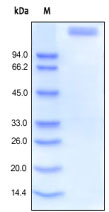 The purity of ab155615 was determined by SDS-PAGE of reduced Leptin Receptor-Fc and staining overnight with Coomassie Blue.