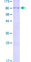 ab153062 on a 12.5% SDS-PAGE stained with Coomassie Blue.