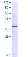 12.5% SDS-PAGE showing ab114707 at approximately 36.63 kDa stained with Coomassie Blue.