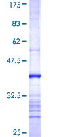 12.5% SDS-PAGE showing ab114583 at approximately 36.63kDa stained with Coomassie Blue.