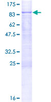 ab153147 on a 12.5% SDS-PAGE stained with Coomassie Blue.