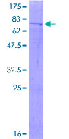 ab163899 on a 12.5% SDS-PAGE stained with Coomassie Blue.