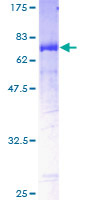 ab166374 on a 12.5% SDS-PAGE stained with Coomassie Blue.