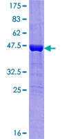 ab165346 on a 12.5% SDS-PAGE stained with Coomassie Blue.