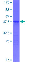 ab163693 on a 12.5% SDS-PAGE stained with Coomassie Blue.