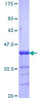 12.5% SDS-PAGE analysis of ab152533 stained with Coomassie Blue.