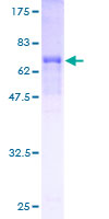 ab162141 on a 12.5% SDS-PAGE stained with Coomassie Blue.