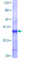 ab163698 on a 12.5% SDS-PAGE stained with Coomassie Blue.