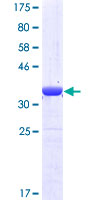 ab163831 on a 12.5% SDS-PAGE stained with Coomassie Blue.