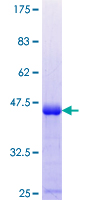 ab160396 on a 12.5% SDS-PAGE stained with Coomassie Blue.