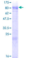 ab153445 on a 12.5% SDS-PAGE stained with Coomassie Blue.