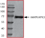 ab60308 on SDS-PAGE.
