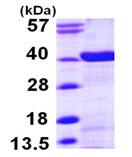 15% SDS-PAGE analysis of ab103504 (3 µg).