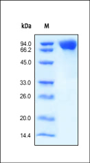 Purity of ab155619 determined by SDS-PAGE analysis under reduced conditions and staining overnight with Coomassie Blue