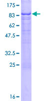 ab158952 on a 12.5% SDS-PAGE stained with Coomassie Blue.