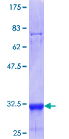 ab163483 on a 12.5% SDS-PAGE stained with Coomassie Blue.