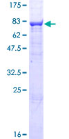 ab163435 on a 12.5% SDS-PAGE stained with Coomassie Blue.