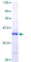 ab158980 on a 12.5% SDS-PAGE stained with Coomassie Blue.
