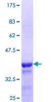 ab164367 on a 12.5% SDS-PAGE stained with Coomassie Blue.
