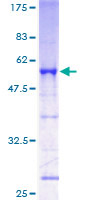 ab163668 on a 12.5% SDS-PAGE stained with Coomassie Blue.