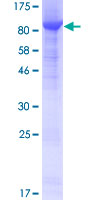 ab163212 on a 12.5% SDS-PAGE stained with Coomassie Blue.
