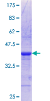 ab166392 on a 12.5% SDS-PAGE stained with Coomassie Blue.