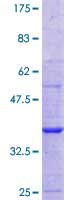 12.5% SDS-PAGE showing ab114482 at approximately 35.09kDa stained with Coomassie Blue.